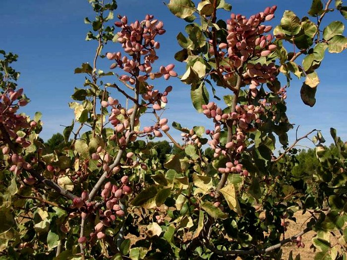 Fruto de pistacho (2)